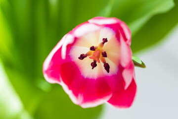 Fototapeta na wymiar Spring flower in a vase. Bouquet of red-yellow tulips with a green stem on a white background.