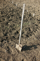 aeration-digging of the soil for planting the garden area with a digging shovel,