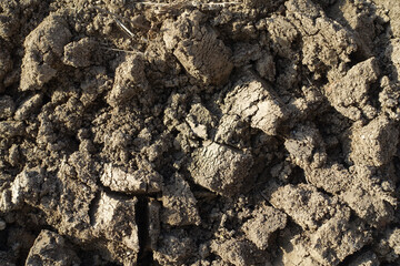 soil preparation for planting in spring, hoeing with a digging shovel,