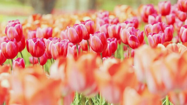 Red tulip flowers blooming in a field in spring, Nature background, Nobody	