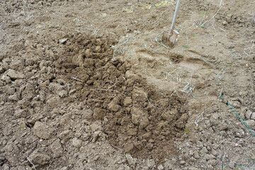 soil preparation for planting in spring, hoeing with a digging shovel,