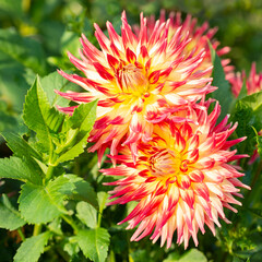 Red and white dahlias close-up in the garden - 498509103