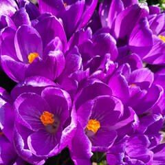 Lilac crocus flowers close up - 498509109