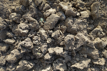 aeration-digging of the soil for planting the garden area with a digging shovel,