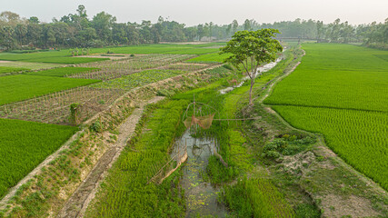 green plantation rice feild and canel in Bangladesh