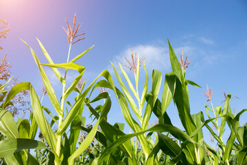 Organic corn planted in the garden with bright morning sunlight