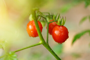 Fresh red tomatoes in the organic garden are ready for harvest