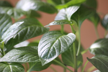 fresh green leaves of young paprika plant seedling growing on brown background