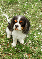 a cute little decorative dog sits and looks around. High-quality photo. King Charles spaniel on the green grass. dwarf breed of dogs.  photo of a dog on a poster, calendar, postcard