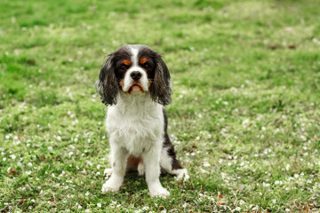 a cute little decorative dog sits and looks around. High-quality photo. King Charles spaniel on the green grass. dwarf breed of dogs.  photo of a dog on a poster, calendar, postcard