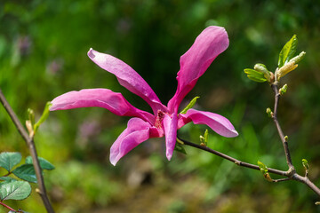 Large pink flower Magnolia Susan (Magnolia liliiflora x Magnolia stellata) against blurred green background. Beautiful blooming in spring garden. Selective focus. Place for your text.