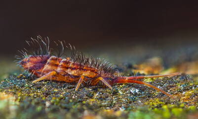 Slender springtail, Orchesella flavescens on wood, close up focus stacked macro photo