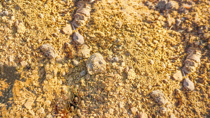 hand holding fertilizer