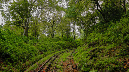 Obraz premium forest in the morning