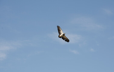 Patagonian Black-winged Eagle in full flight with outstretched wings