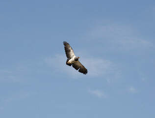 Patagonian Black-winged Eagle in full flight with outstretched wings