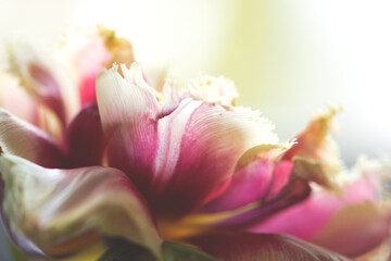 Fototapeta na wymiar Tulpe in gelb/pink, close up