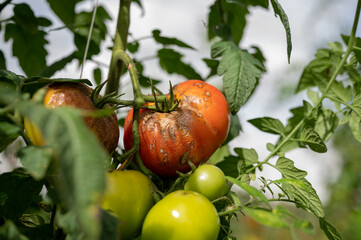 tomatoes in the garden with brown skin affected from disease 