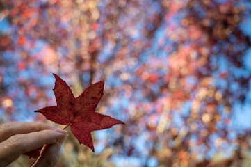 red maple leaf in autumn