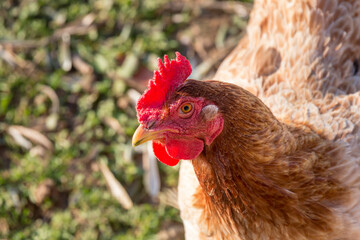 Agriculture. Beautiful, bright chicken close-up