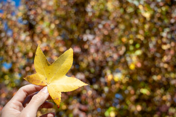autumn leaves on the hand 