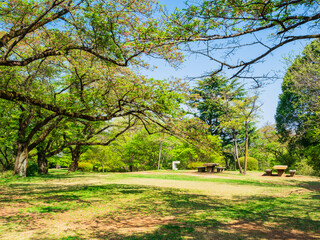 新緑の公園