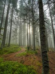 Obraz premium Smoke in the woods