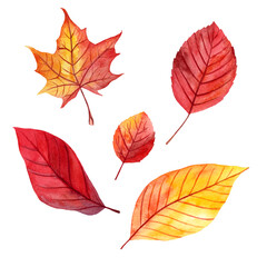 bright autumn leaves watercolor