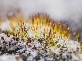 Macro forest