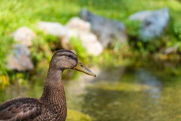 Duck on the pond in the park