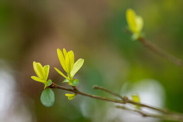 close-up of branches of trees and shrubs with buds and first leaves in spring. The concept is a new life.