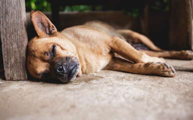 cute brown dog sleeping on the floor