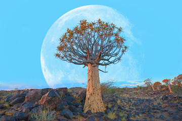 Sunrise at the Quiver Tree Forest with full moon near Keetmanshoop, Namibia 