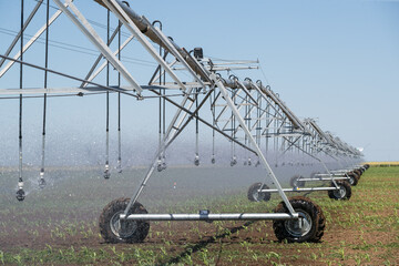 Automated irrigation system in agriculture. Agriculture: irrigation of agricultural crops. corn plantation corn farm