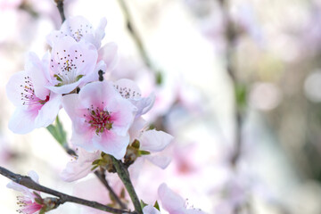 Spring peach flower on nature blurred background. Seasonal concept - springtime, spring blooming. Copy space. Selective focus, close-up