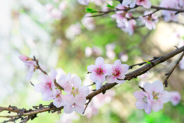 Spring peach flower on nature blurred background. Seasonal concept - springtime, spring blooming. Copy space. Selective focus, close-up