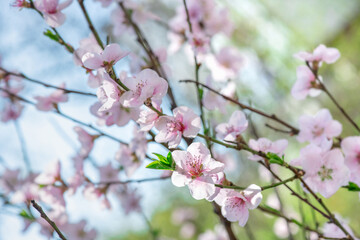 Spring peach flower on nature blurred background. Seasonal concept - springtime, spring blooming. Copy space. Selective focus, close-up