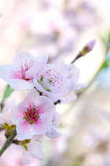Spring peach flower on nature blurred background. Seasonal concept - springtime, spring blooming. Copy space. Selective focus, close-up