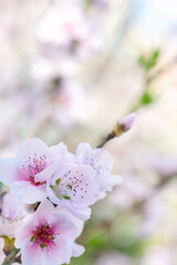 Spring peach flower on nature blurred background. Seasonal concept - springtime, spring blooming. Copy space. Selective focus, close-up
