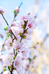 Spring peach flower on nature blurred background. Seasonal concept - springtime, spring blooming. Copy space. Selective focus, close-up