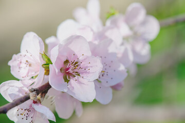 Spring peach flower on nature blurred background. Seasonal concept - springtime, spring blooming. Copy space. Selective focus, close-up
