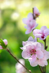 Fototapeta na wymiar Spring peach flower on nature blurred background. Seasonal concept - springtime, spring blooming. Copy space. Selective focus, close-up