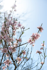 Spring peach flower on nature blurred background. Seasonal concept - springtime, spring blooming. Copy space. Selective focus, close-up