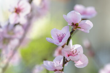Spring peach flower on nature blurred background. Seasonal concept - springtime, spring blooming. Copy space. Selective focus, close-up