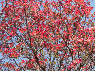 いっぱいの赤色ハナミズキ