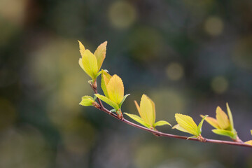 close-up of branches of trees and shrubs with buds and first leaves in spring. The concept is a new life.