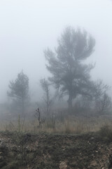 Obraz na płótnie Canvas Niebla
