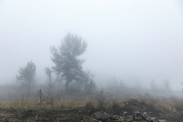 Niebla