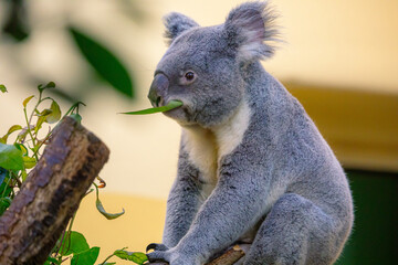 Auf Baum sitzender Koala mit Blatt im Mund
