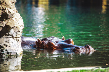 Fototapeta na wymiar Untergetauchtes Nilpferd bei dem nur die Hälfte des Kopfes zu sehen ist